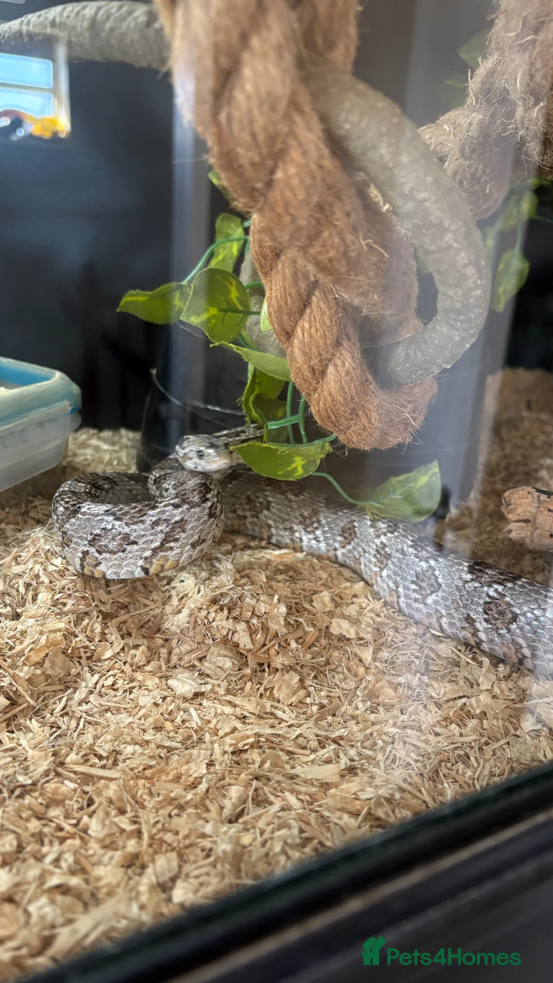Corn Snake reptiles for sale: Corn snake and viv in Andover - Advert 6