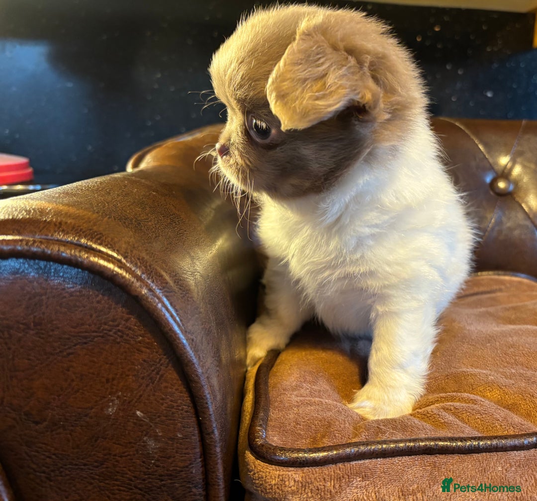 Chihuahua dogs for sale: Handsome long coat tiny chihuahua boy puppies  - Advert 3