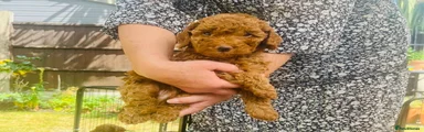 Cockapoo Boy 1