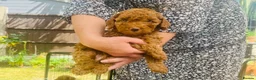 Cockapoo dogs for sale: Cockapoo Hypoallergenic F1bb puppies for sale  - Advert 7