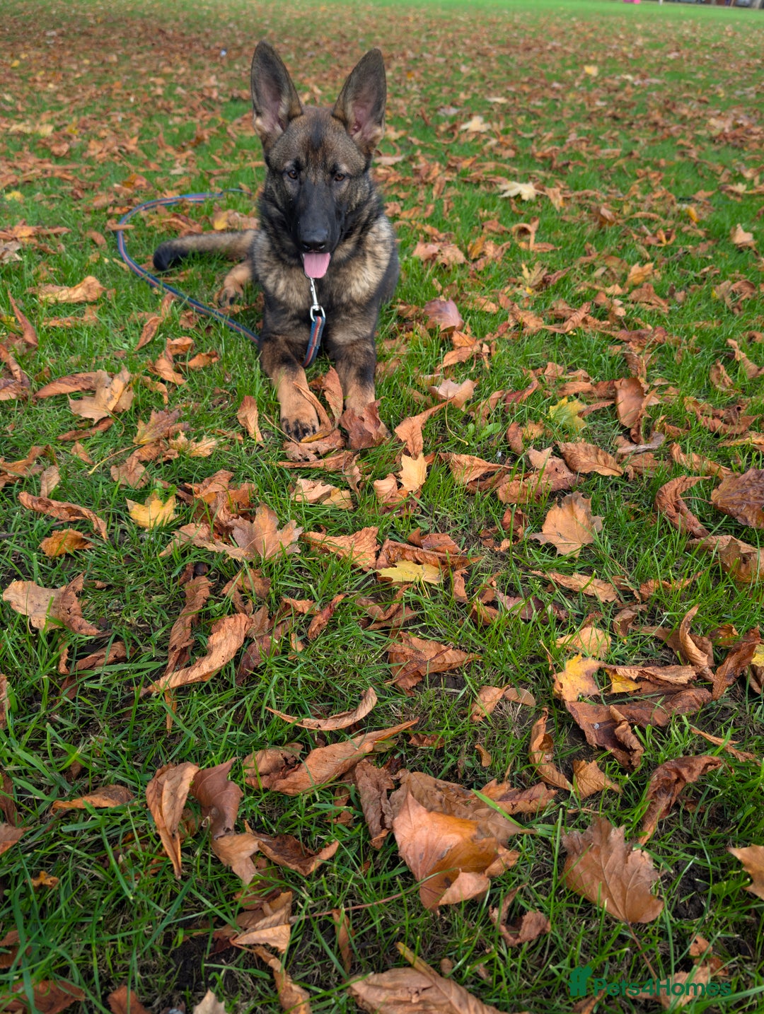 German Shepherd dogs for sale: German Shepherd puppies  in Scunthorpe - Image 4