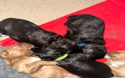 Cavapoo dogs for sale: F1 cavapoo puppies heath tested  - Image 2