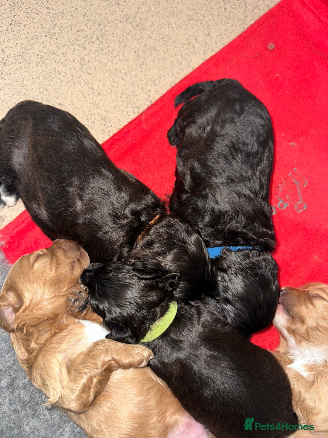 Cavapoo dogs for sale: F1 cavapoo puppies heath tested  - Image 2