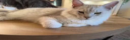 Maine Coon cats for sale: Majestic Maine coon Kittens - Advert 10