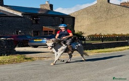 Welsh Section A horses for sale: Welsh section A Gelding - Image 10