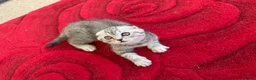 Scottish Fold cats for sale: Scottish fold , British shorthair  - Advert 5