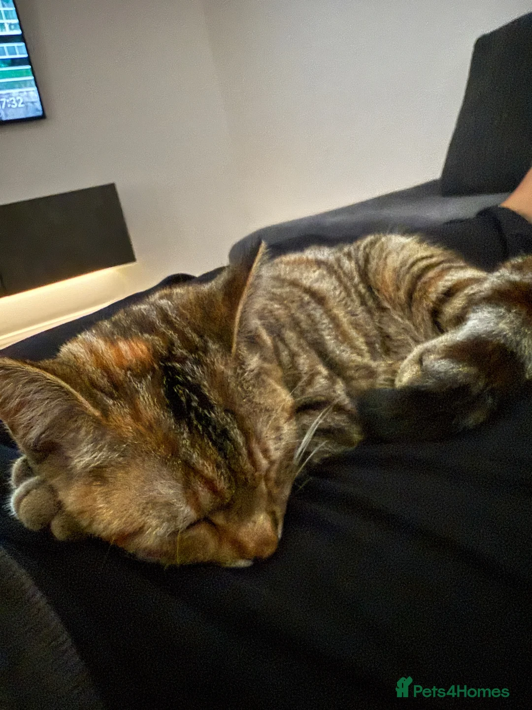 Mixed Breed cats for sale: 5 Very friendly kittens ready for a loving home in Lutterworth - Advert 9