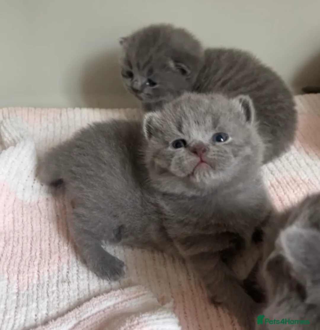 British Shorthair cats for sale: Beautiful British Shorthair Kittens  - Advert 3