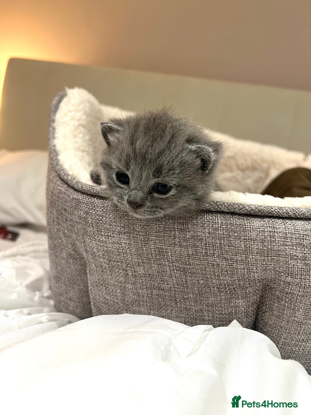 Mixed Breed cats for sale: British blue cross Russian blue  - Advert 4