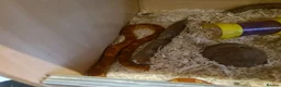 Corn Snake reptiles for sale: Corn Snake - Advert 3