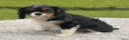 Cavalier King Charles Spaniel dogs for sale: Healthy DNA clear affectionate cuddly pups - Advert 14