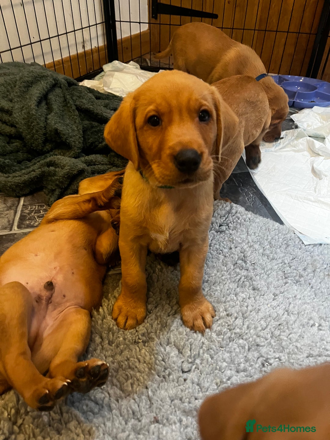 Labrador Retriever dogs for sale: KC Registered Fox Red Labrador Puppies - Image 2
