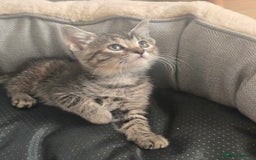 Bengal cats for sale: Adorable kittens mixed Bengal  - Image 5