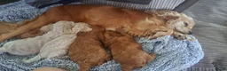Cockapoo dogs for sale: Absolutely stunning golden cockapoo boy - Advert 3