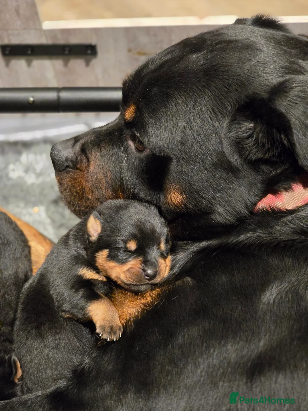 Rottweiler dogs for sale: Chunky KC registered Rottweiler  puppies  - Advert 5