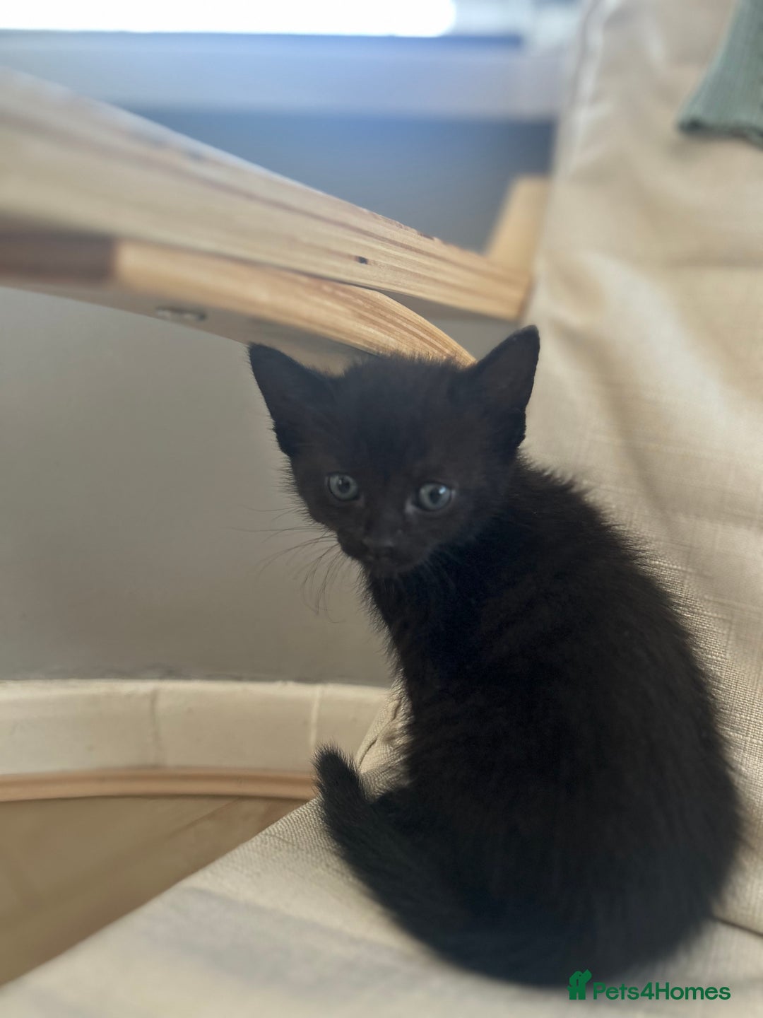Mixed Breed cats for sale: 4 beautiful kittens for sale £120 each  - Image 9
