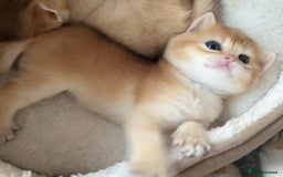 British Shorthair cats for sale: British Shorthair Golden kitten GCCF - Image 2