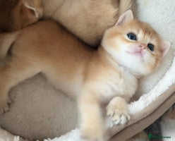 British Shorthair cats - Advert 5