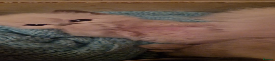 Ragdoll Kitten 2