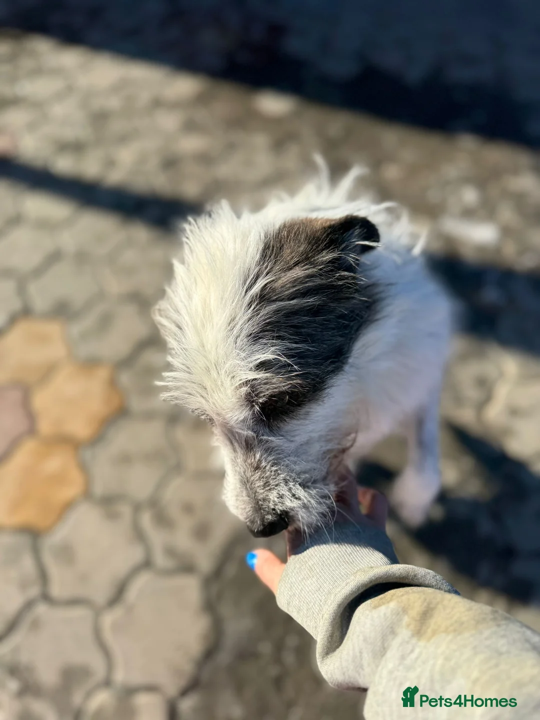 Mixed Breed dogs for adoption: 🐾MIRA🐾, a beautiful young girl for a Loving Home - Advert 32