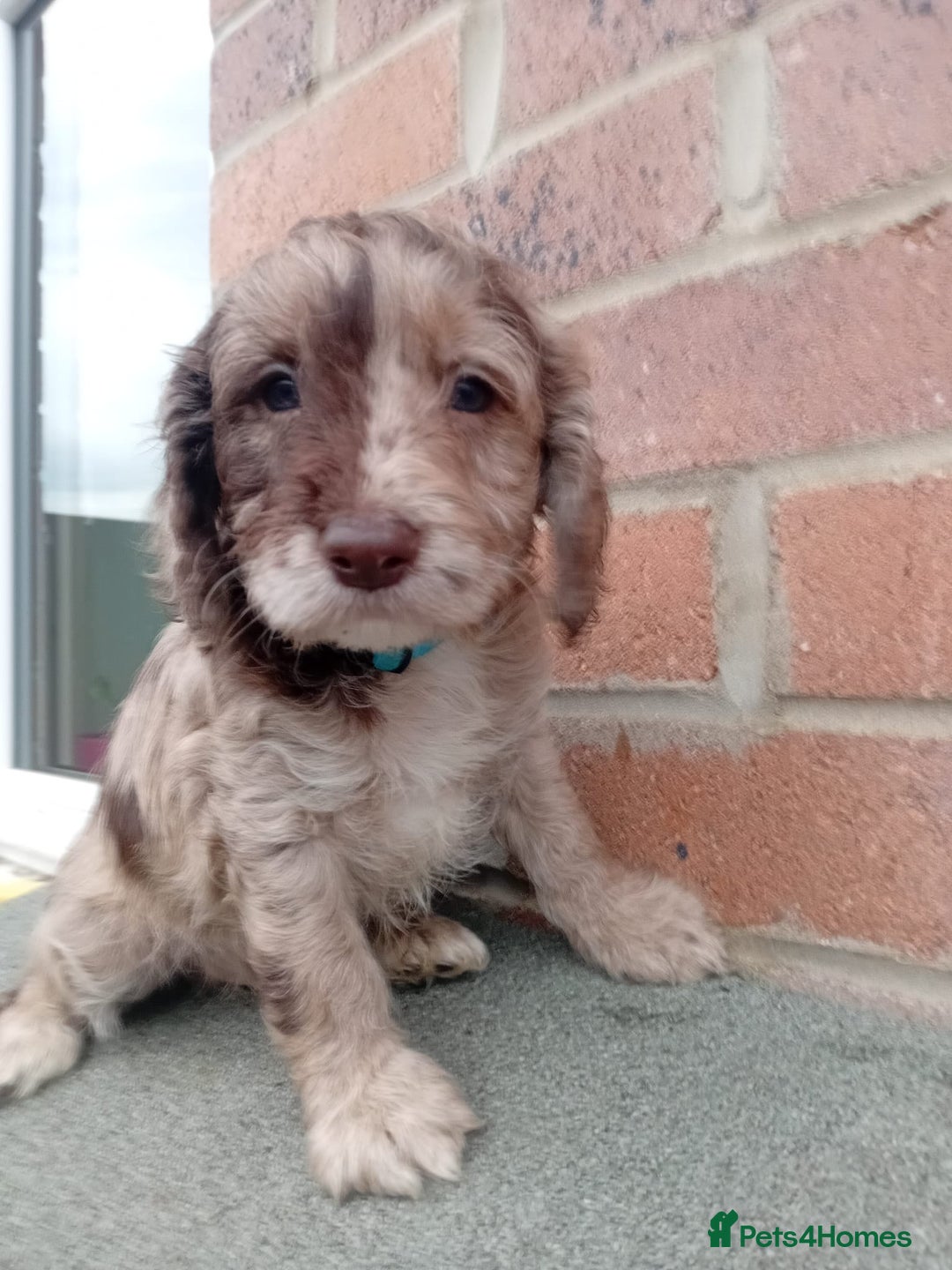 Cockapoo dogs for sale: Ready now stunning cockapoo girls - Advert 11