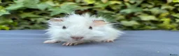 Guinea Pig rodents for sale: Gorgeous baby boys  - Advert 3
