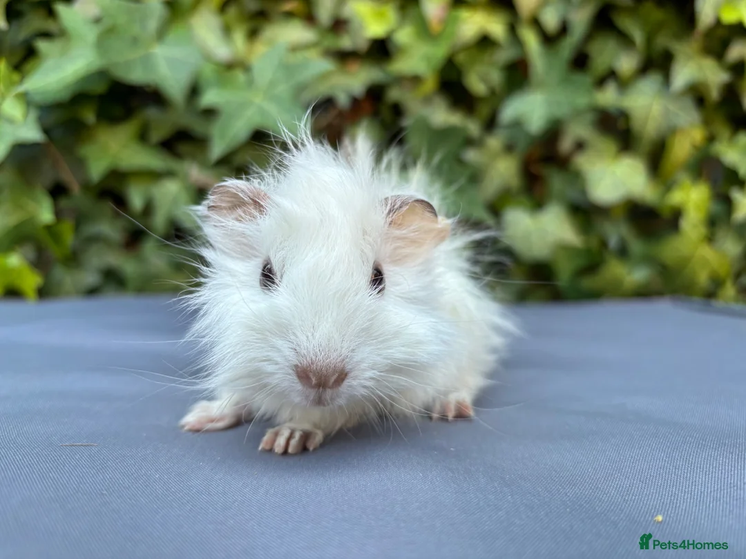 Guinea Pig rodents for sale: Gorgeous baby boys  - Advert 3