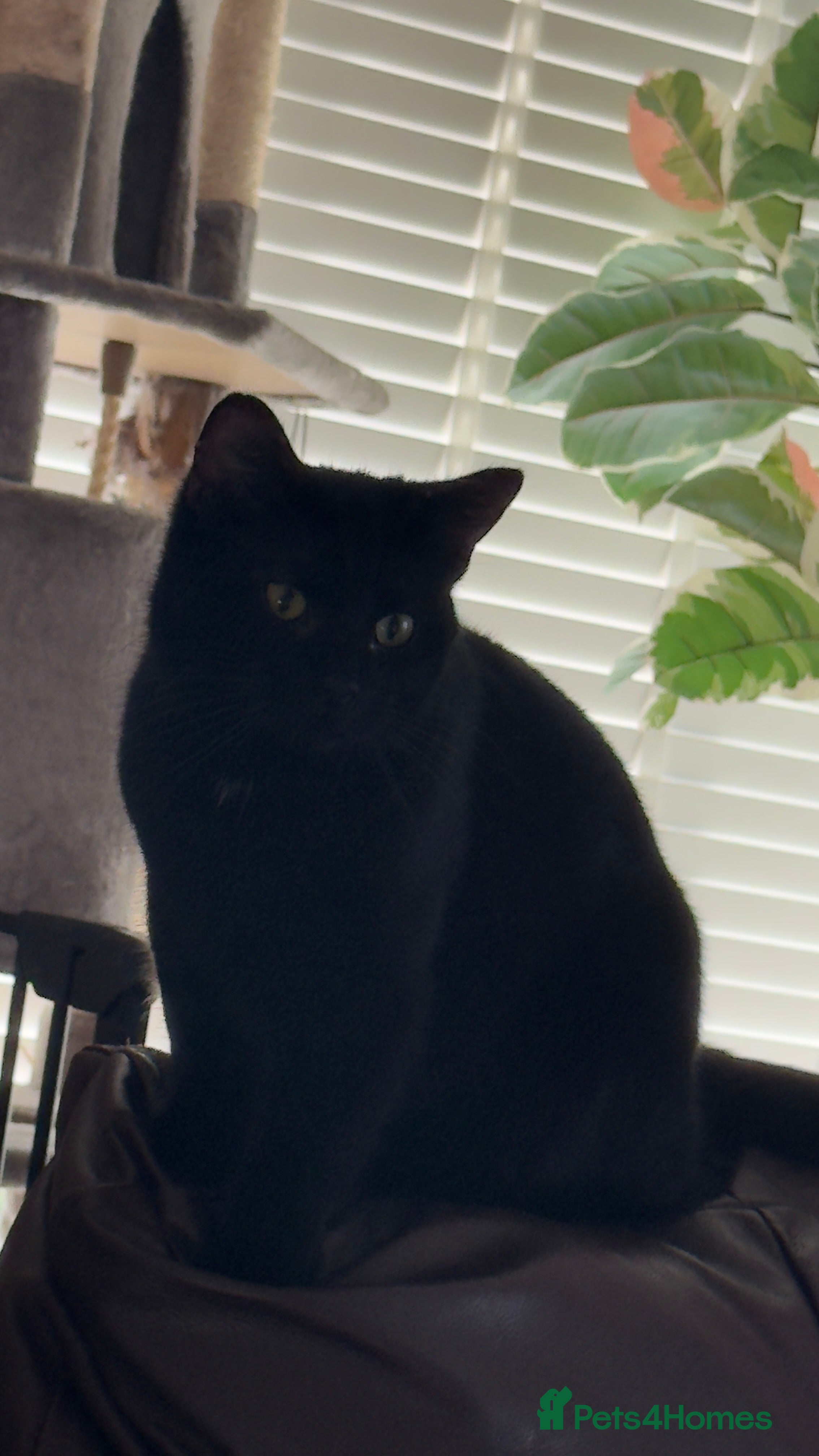 Domestic Shorthair cats Two black girls  - Advert 3