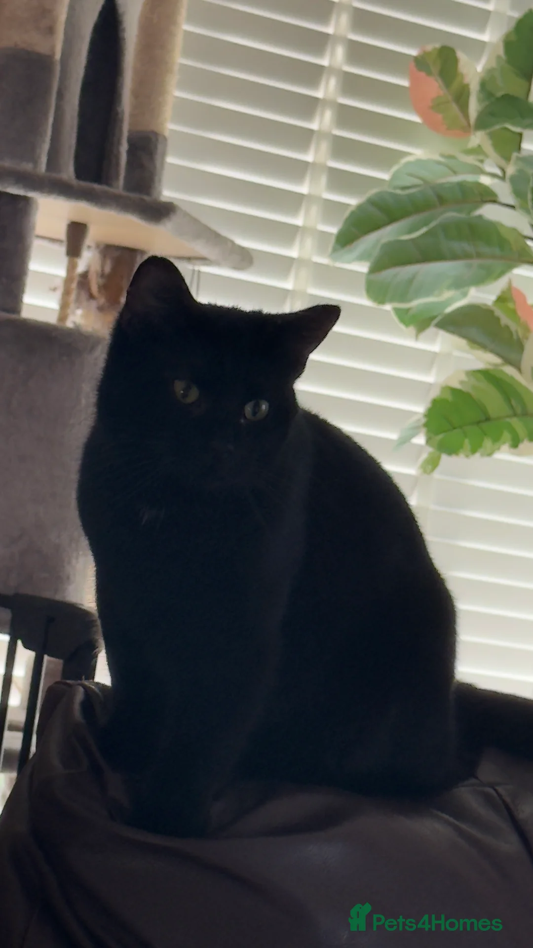 Domestic Shorthair cats for sale: Two black girls  - Advert 1