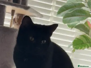 Domestic Shorthair cats Two black girls - Advert 3