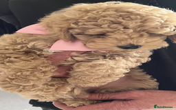 Poochon dogs for sale: 🐾 Poochon puppies 💕🐾🐾 - Image 4