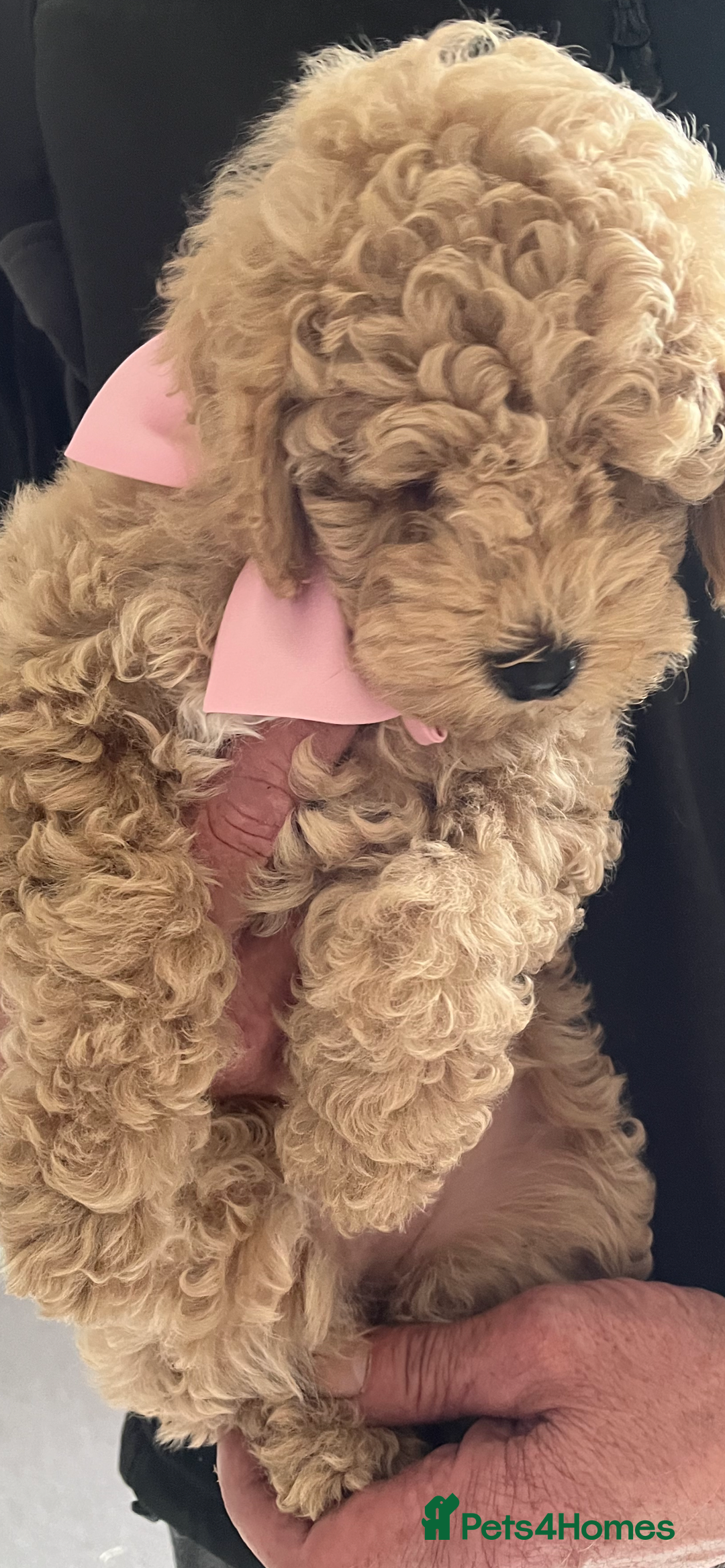 Poochon dogs for sale: 🐾 Poochon puppies 💕🐾🐾 - Image 4