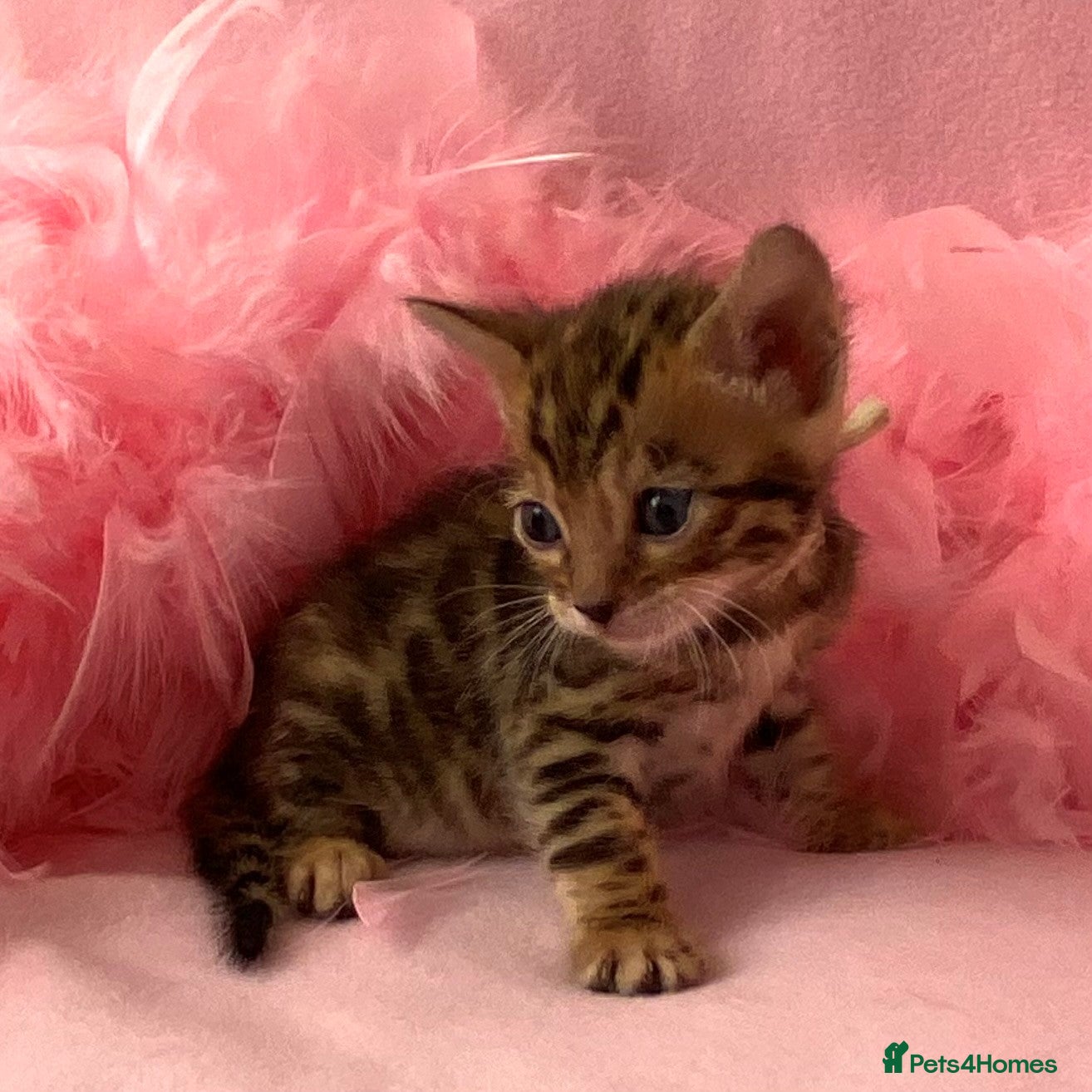 Bengal cats Nevaeh Bengals — Premium UK Bengal Breeder - Advert 2