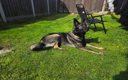 German Shepherd dogs for sale: 4 Month old German Shepherd Puppy for sale - Image 13