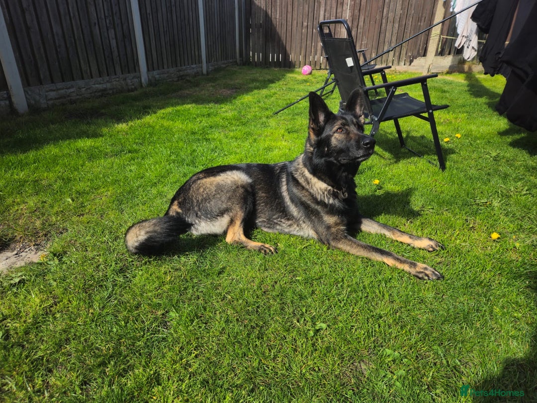 German Shepherd dogs for sale: 4 Month old German Shepherd Puppy for sale - Image 13