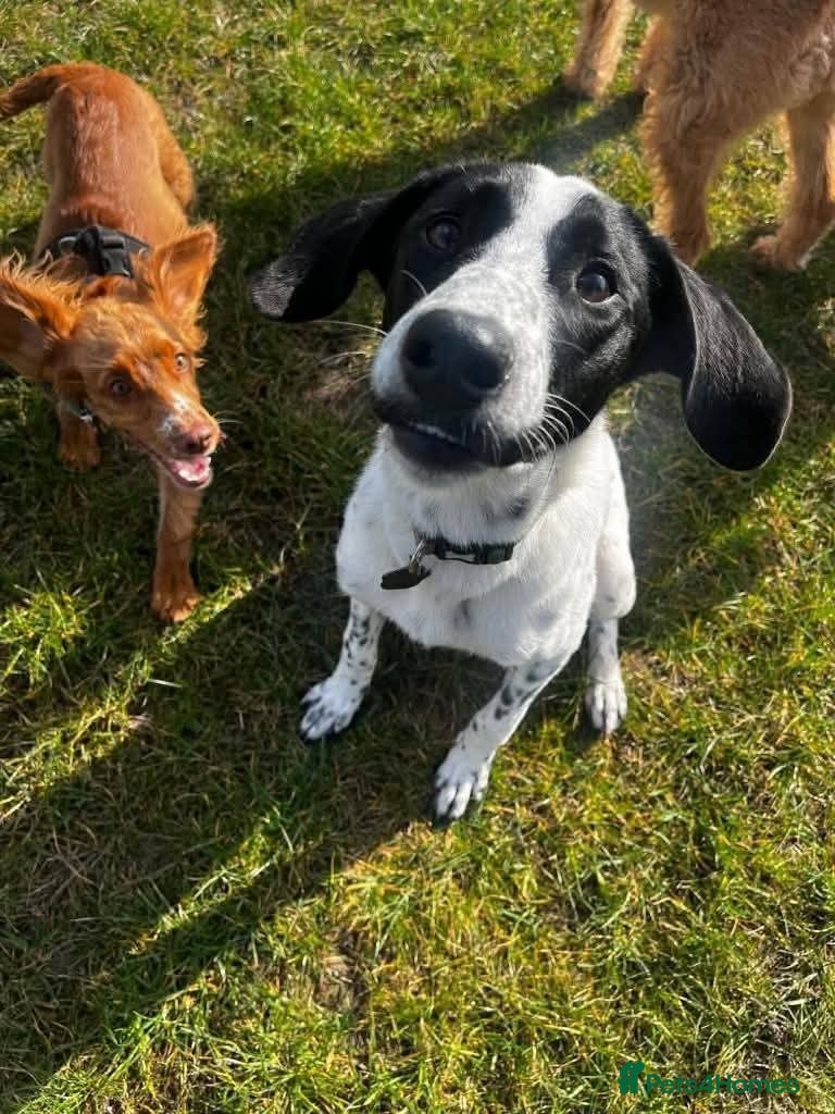 Mixed Breed dogs for adoption: Meet Annabel, currently residing in Cheshire  in Nantwich - Advert 4