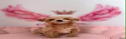 Maltipoo dogs for sale: Unique Love -Tiny Asian Maltipoo  - Advert 5