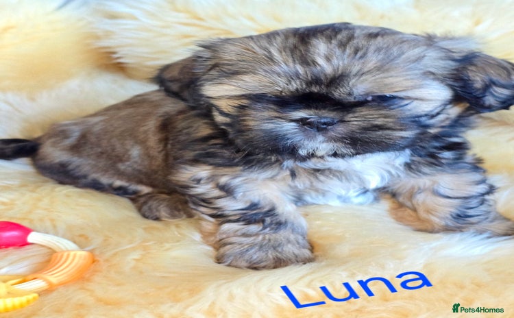 Shih Tzu dogs Shih tzu puppies - Advert 2