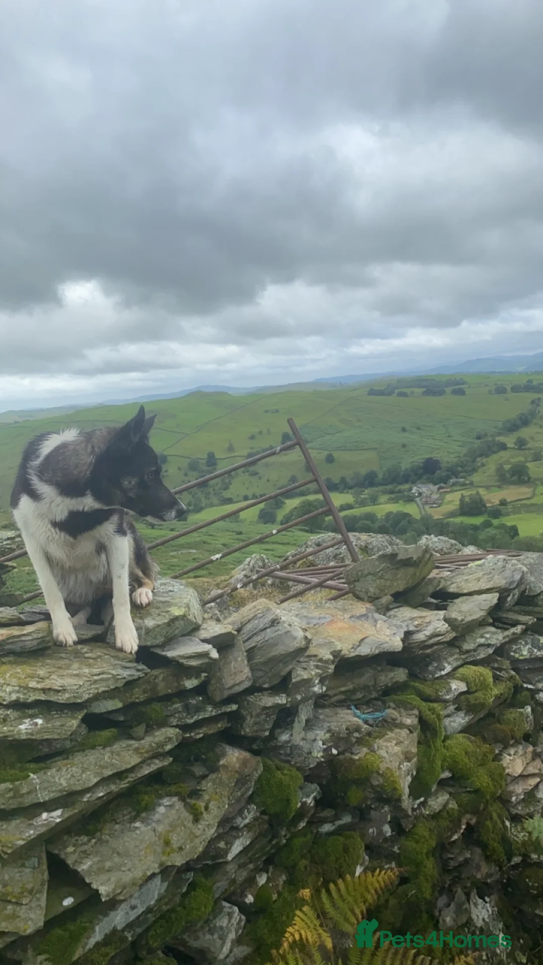 Border Collie dogs for sale: Two male collie puppies  in Skipton - Advert 1