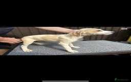 Lurcher dogs for sale: Beautiful Lurcher Puppies – Well Bred, Ready Now! - Image 5