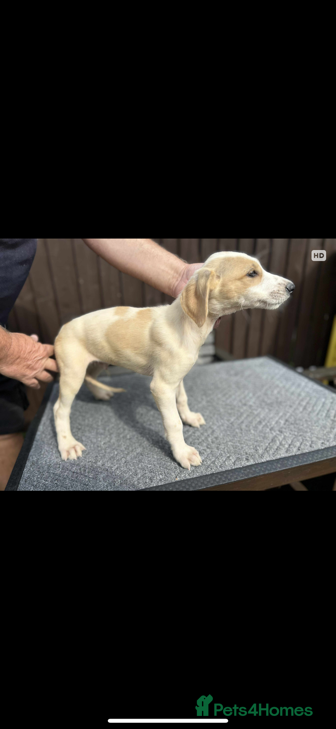 Lurcher dogs for sale: Beautiful Lurcher Puppies – Well Bred, Ready Now! - Image 5