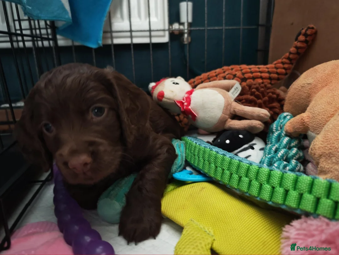 Cocker Spaniel dogs for sale: Working cocker spaniel puppies - Advert 15