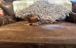 Dachshund dogs for sale: Miniatu Dachshund Puppies  - Image 6