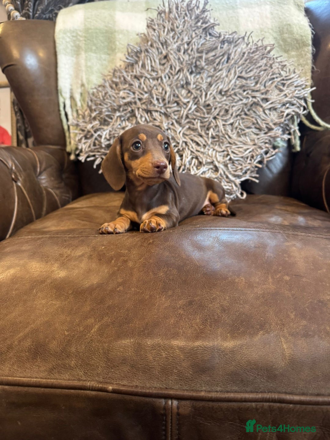 Dachshund dogs for sale: Miniatu Dachshund Puppies  - Image 6