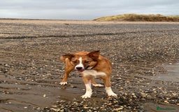 Welsh Collie dogs for sale: Please help! Zeek Desperately Needs a loving home  - Image 5