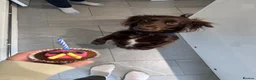 Cocker Spaniel dogs for sale: Luna (un neutered spaniel) - Advert 5