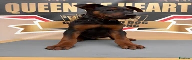 Chinese Red Dog Puppy 7
