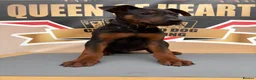 Chinese Red Dog dogs for sale: ( 1 GIRL LEFT  ) Chinese red dog  ( READY TO GO ) - Advert 14