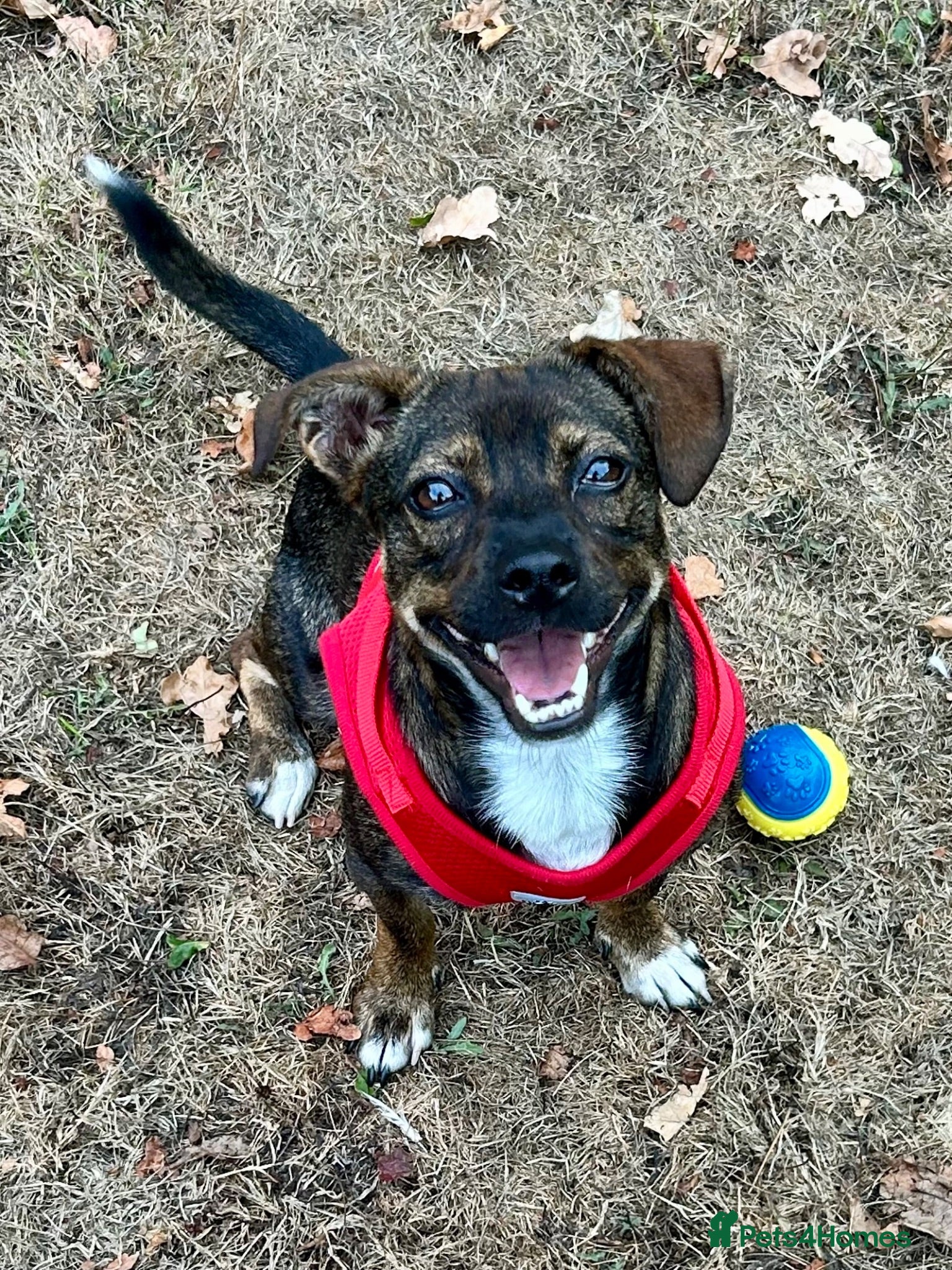 Mixed Breed dogs Star 18mths for adoption - Advert 10