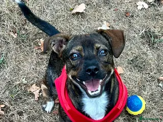 Mixed Breed dogs Star 18mths for adoption - Advert 10